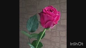 Влог 28.11.25-01.12.25 праздники и немного о вязании