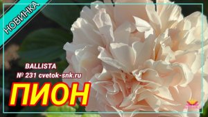 Пион "BALLISTA"/Сад Ворошиловой