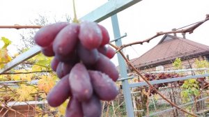 КРАСАВЕЦ НАЙДЁН!🍇🍇🍇 Telegram, WhatsApp и Vlber +79528500417. ТЕЛ. +79054033245.