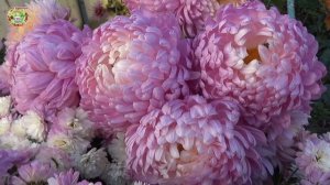 Что делать в саду с 4 по 7 декабря 2025?