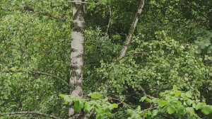 В летнем лесу