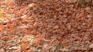 РЫЖАЯ ОСЕНЬ В РЫЖИХ НОСОЧКАХ