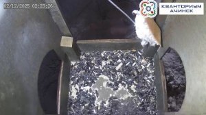 КВАНТОРИУМ АЧИНСК | Прямая трансляция из скворечника