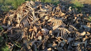 Переработка костей животных и изделия из них. Пакистан