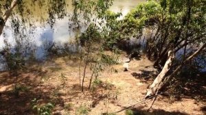 Когда Животные Связались Не с Тем Противником