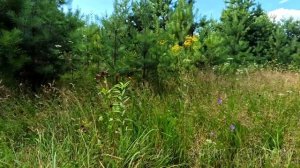 Сила гордой женщины.