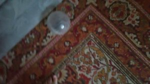 день с хамиком