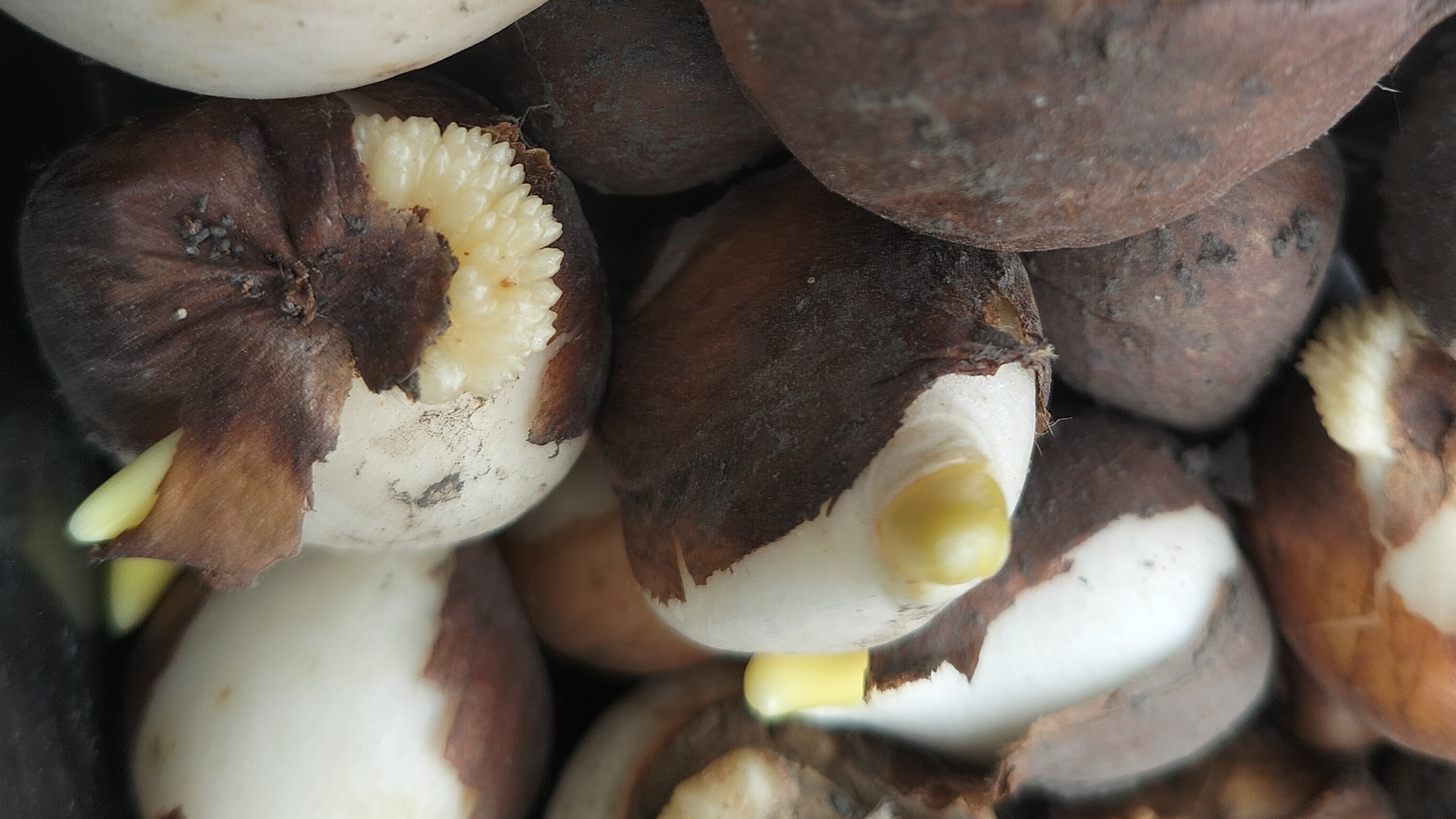 15-11-2025 Сажаю тюльпаны.день третий.Пересаживаю лилию.