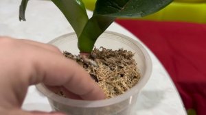 Что сделать, чтоб вялая орхидея превратилась в здоровую