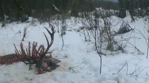 Видео фото ловушки