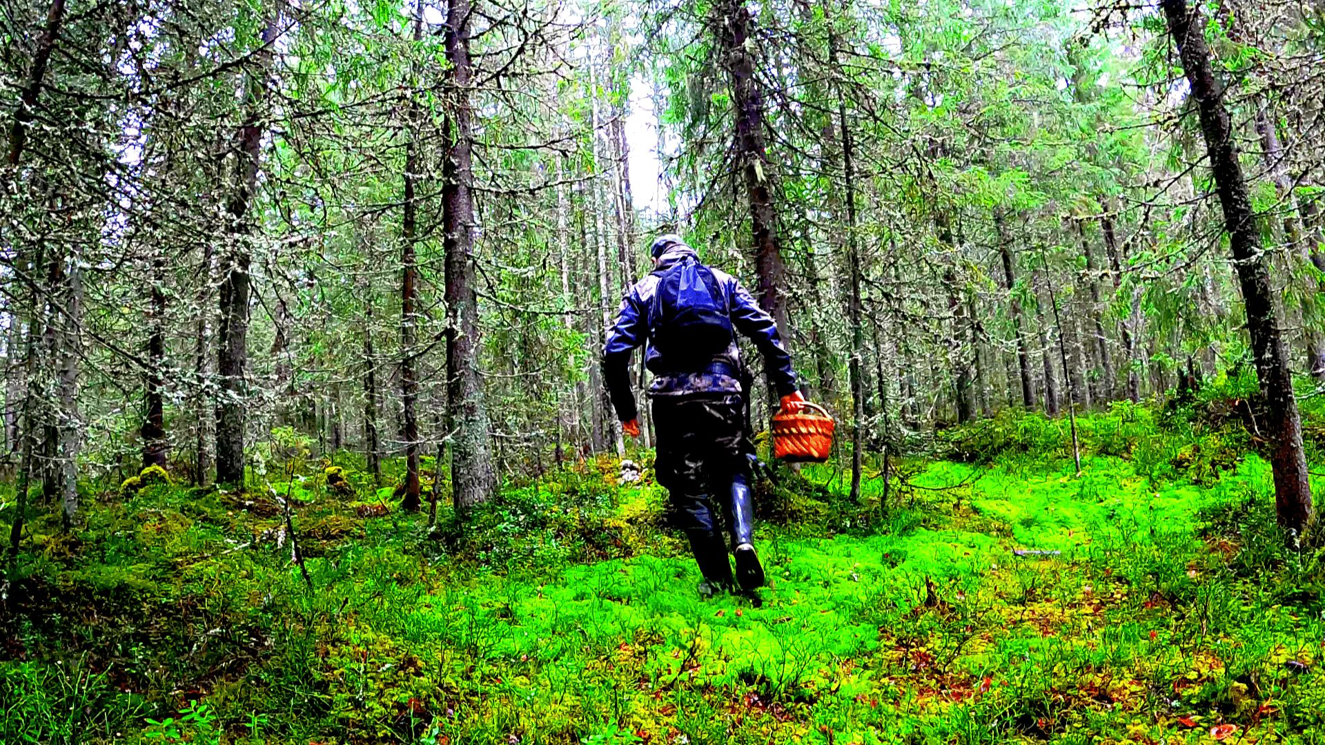 Грибник зашел в ЕЛИ и стал ЗАИКАТЬСЯ! Гриб на грибе, руки устали резать! Грибы Лес Сказочная Карелия