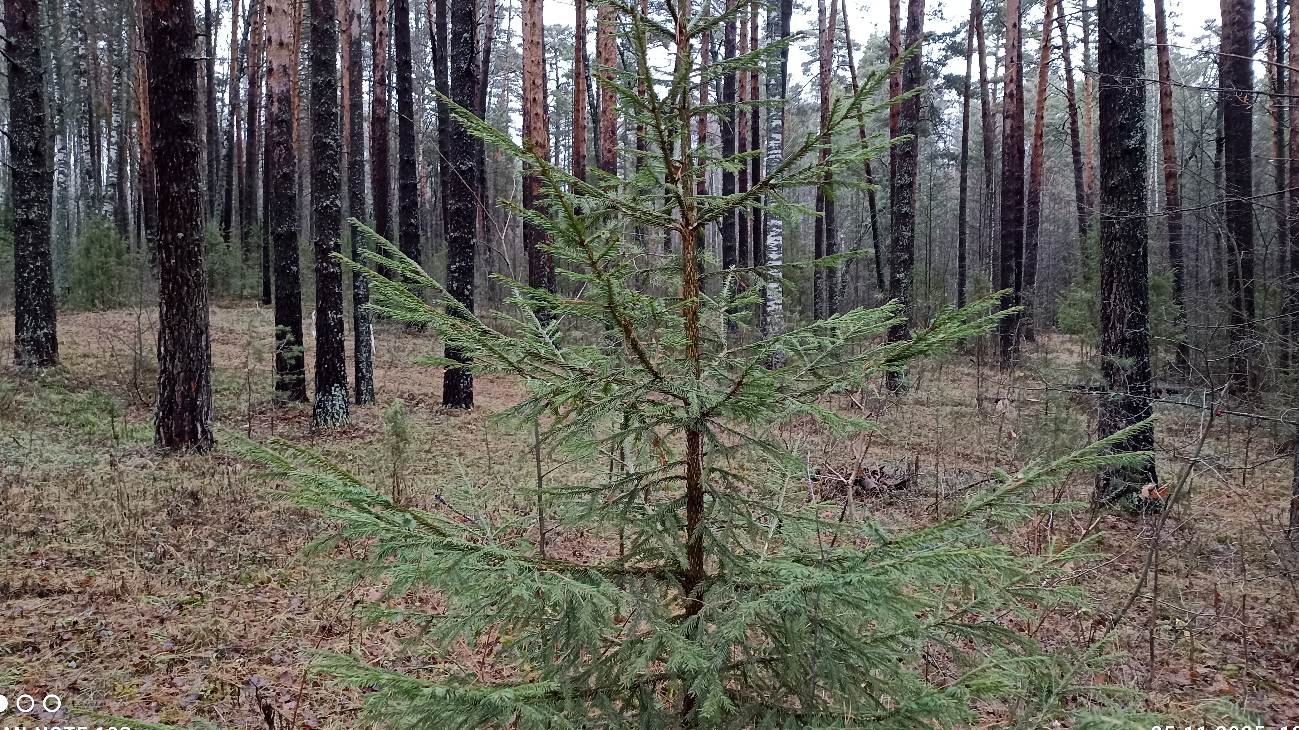 Грустный ноябрь. Последние дни ноября в лесу.
