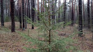 Грустный ноябрь. Последние дни ноября в лесу.