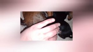 Малышки Лесси и Несси.