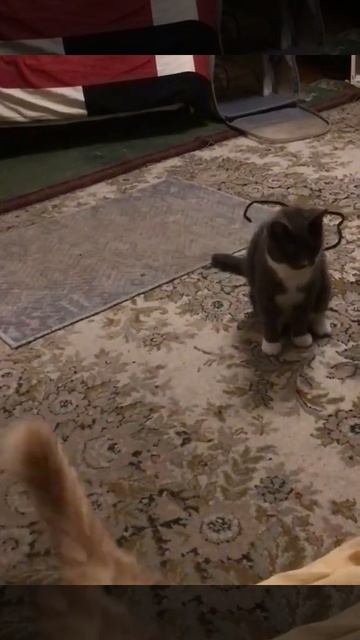 Санкт-Петербург. 02.12.2025. Котёнок Тортик в гостях у Персика. Игра мальчишек. Эпизод 1