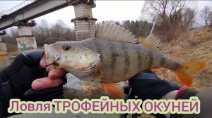 ЛОВЛЯ ТРОФЕЙНЫХ ОКУНЕЙ В ОБЛАСТИ/Рыбалка в декабре!