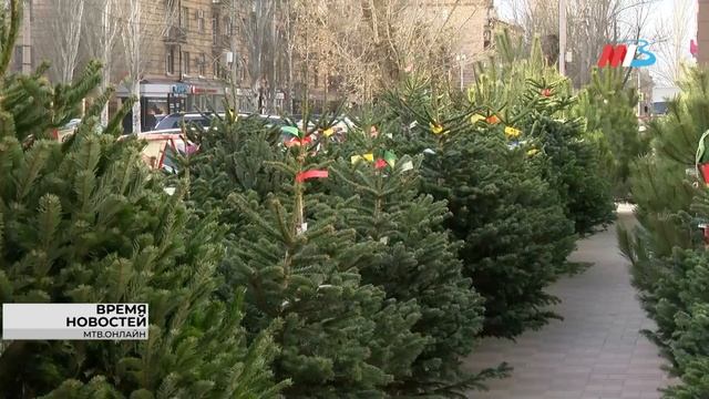 Где купить живую елку в Волгограде: полный список площадок