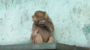 Вернулись от АНУБИСА и КАРАКАЛА, а Маня ПЛАЧЕТ! Пришлось ОБМАНЫВАТЬ жадного Стёпу! Гамадрилы. Тайган