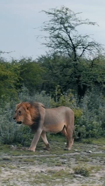 Дозором обходят владенья свои@httpst.mec24595876151793