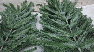 Главную ёлку округа установили на центральной площади