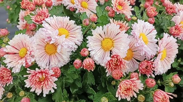 ОСЕНЬ ПОРАДОВАЛА МЕНЯ ХРИЗАНТЕМОЙ. ВСТРЕЧАЙТЕ ЕЩЁ ОДНУ ДЕСЯТКУ СОРТОВ.