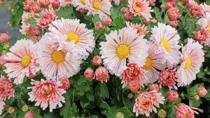 ОСЕНЬ ПОРАДОВАЛА МЕНЯ ХРИЗАНТЕМОЙ. ВСТРЕЧАЙТЕ ЕЩЁ ОДНУ ДЕСЯТКУ СОРТОВ.