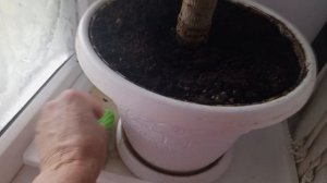 Заливной пирог на кефире   не то пальто