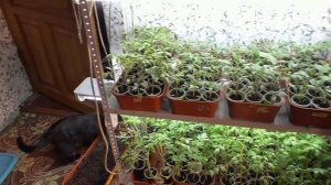 Обзор рассады томатов. Весна 2022 года.