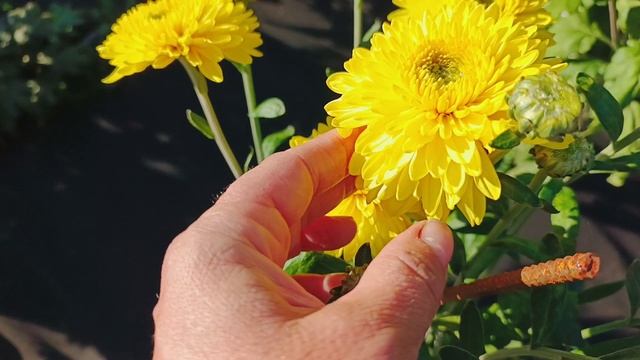 КРАСОТА МОЕЙ ХРИЗАНТЕМЫ В ЭТОМ СЕЗОНЕ. ЗАХОДИТЕ В ГОСТИ!