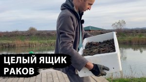 Столько раков мой пруд ещё не видел, продолжаем осваивать участок, пробуем свежайшую форель