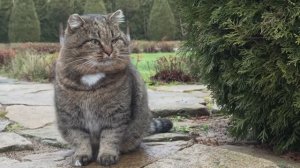 ДНЕВНИК лесного кота Барсика: «С первым днем зимы, друзья!» - 1 декабря 2025 года