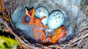 СПАСЕНИЕ МАЛЕНЬКИХ ПТЕНЦОВ