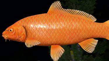 Русская Рыбалка 4! Тур на медное !!!