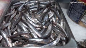 Лучшие Соленья в Одессе. Рынок Початок Обзор Цены на Красивом Базаре