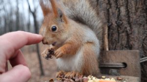 Голодные незнакомые белки. Зарисовка