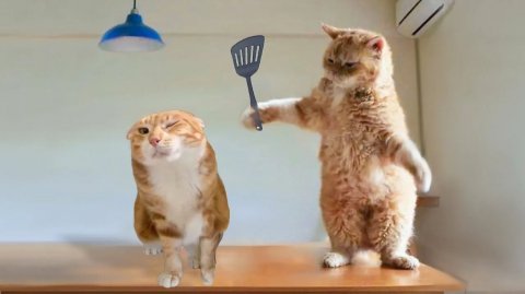 СМЕШНО ДО СЛЕЗ 😹😍 СМЕШНЫЕ КОТЫ, ЛУЧШИЕ ПРИКОЛЫ С КОТАМИ, КОШКИ, ЖИВОТНЫЕ 🥰