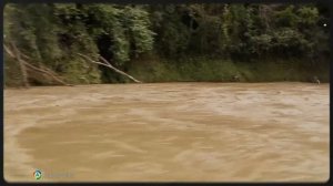 Секреты долголетия: Как Цимане сохраняют здоровье в Амазонке