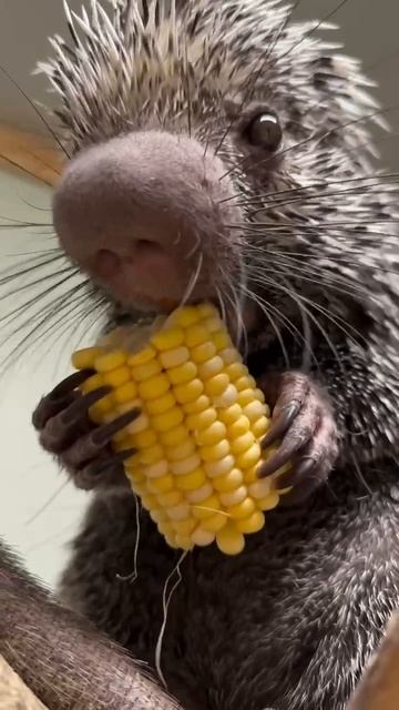 Доброе утро, Ульяновск! Сегодня вторник, 2 декабря — День пушистой нежности, День фортуны и Всемирны