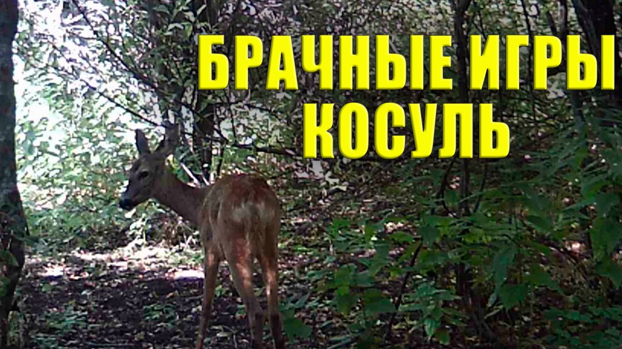 Косули и их брачные игры / Фотоловушка в лесу