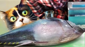 ЖИВЫЕ РЫБКИ С ALIEXPRESS! ЧТО С НИМИ