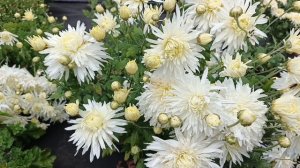 ХРИЗАНТЕМА В МОЁМ САДУ ОТ БУТОНА ДО ЦВЕТУЩЕГО КУСТА.