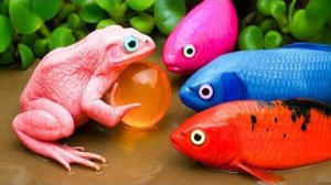 Рыбы кои сражаются с лягушками, чтобы защитить угрей и сомов