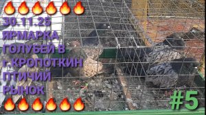 💥💥💥 Птичий рынок в г.Кропоткин. Ярмарка голубей 30.11.25. Часть 5. Pigeons Fair.  Bird Market.