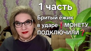 Бритый ёжик в ударе❗️Монету подключили❓️