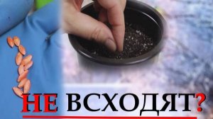 Разберёмся, почему семена не всходят