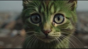 Котик, который ждал