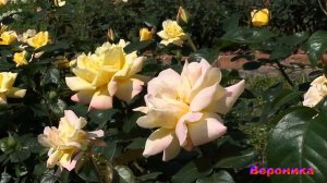 НЕ ЗАБЫВАЙТЕ МАТУШКИН НАКАЗ -автор сл Василиса Прекрасная музыка испол Suno