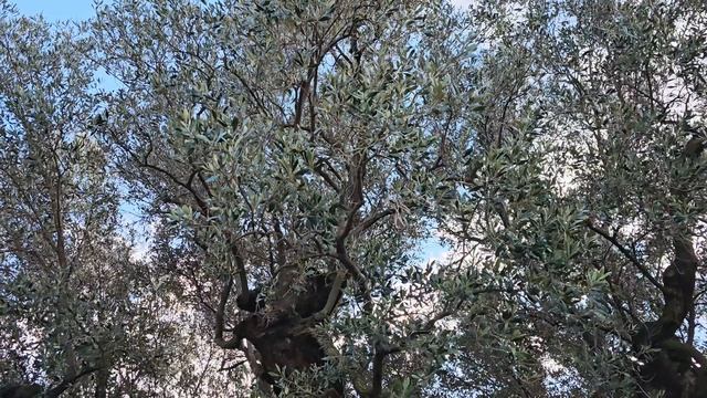 Оливковое дерево которому более 1500 лет!