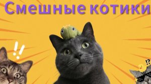 Приколы с котами! С ОЗВУЧКОЙ - СМЕШНЫЕ КОТЫ - СМЕШНЫЕ ЖИВОТНЫЕ
