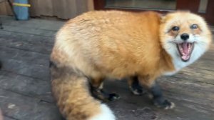 Лиса-Алиса. Лиса скандалит, если ей не дали заглянуть в пакет